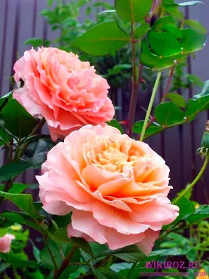 Галерея - Xavier de Fraissinette ® (MASxafra) :: Энциклопедия роз | Розы,  Красивые цветы, Красивые розы