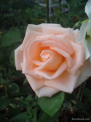 Жанелли (Janelle) - Розы Премиум Класса - Розы - Каталог