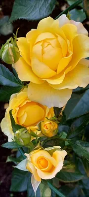 Сорт розы Керио: фото и описание - ВикиРоз - Энциклопедия роз