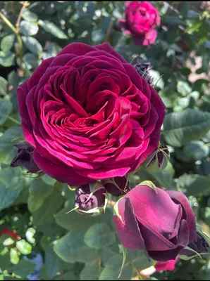 102 розы в саду 🌹 Голден Смайл. Флорибунда. Роза - улыбка | Цветочница  Анюта 🌹 | Дзен