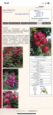 Роза астрид графин фон харденберг энциклопедия роз - фото и картинки: 69  штук