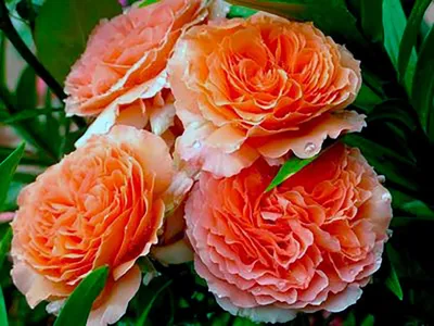 Идеальная белая роза :: Энциклопедия роз | Розы, Белая роза, Растения