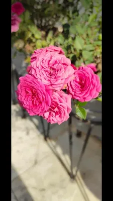 Alegria (Ruiortro) :: Энциклопедия роз | Мои любимые цветы | Постила
