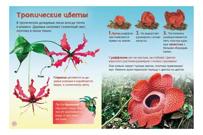 Книга Растения - купить детской энциклопедии в интернет-магазинах, цены на  Мегамаркет | 1282