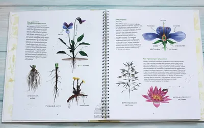 Редкие растения из Красной книги России | Истории от Виктории | Дзен