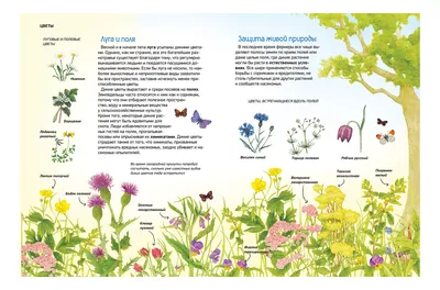 Комнатные растения. Самая полная энциклопедия – скачать pdf на ЛитРес