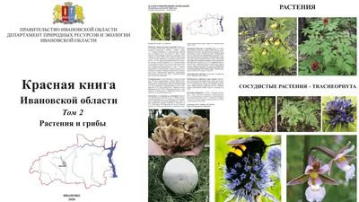 Иллюстрация 77 из 181 для Мой гербарий. Цветы и травы - Анна Васильева |  Лабиринт - книги. Источник: