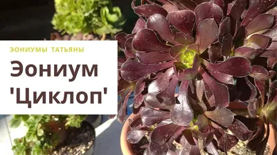 Воплощение красоты с растением Эониум в фотографиях