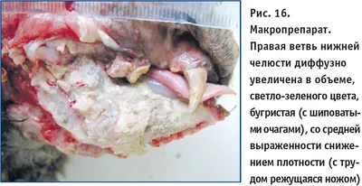 Заболевания ротовой полости у кошек и собак.