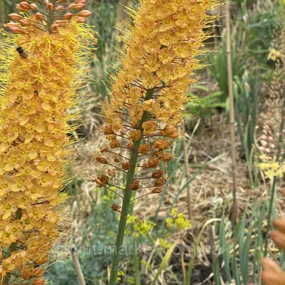 Эремурус (Eremurus) Pinokkio узколистный садовый, оранжевый корневища  (ID#1795273032), цена: 120 ₴, купить на Prom.ua