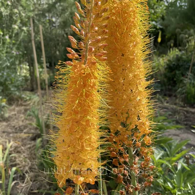 Эремурус изабелловый Пиноккио Eremurus isabellinus Pinokkio - купить  луковицы цветов с доставкой по Украине в магазине Добродар