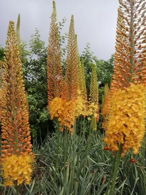 Эремурус (Eremurus) Pinokkio узколистный садовый, оранжевый корневища  (ID#1795273032), цена: 120 ₴, купить на Prom.ua