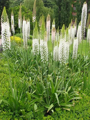 Эремурус (Eremurus) Pinokkio узколистный садовый, оранжевый корневища  (ID#1795273032), цена: 120 ₴, купить на Prom.ua