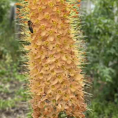 Эремурус (Eremurus) Pinokkio узколистный садовый, оранжевый корневища  (ID#1795273032), цена: 120 ₴, купить на Prom.ua