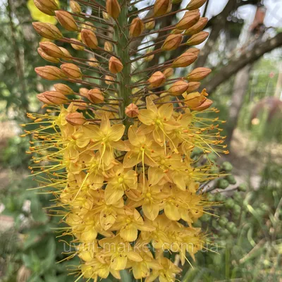 Эремурус (Eremurus) Pinokkio узколистный садовый, оранжевый корневища  (ID#1795273032), цена: 120 ₴, купить на Prom.ua