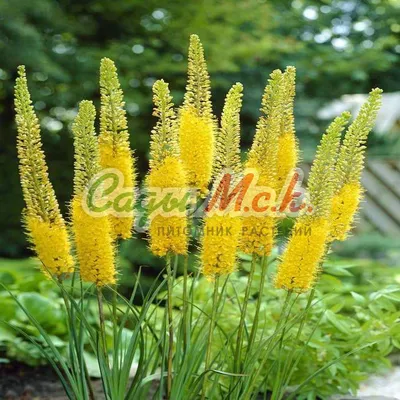 Eremurus Isabellinus Pinocchio Cleopatra Flowering Ornamental Plant,  Beautiful Pink Orange Foxtail Lily Flowers In Bloom, Desert Candle Flower  Фотография, картинки, изображения и сток-фотография без роялти. Image  145076810