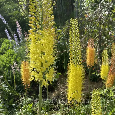 Эремурус (Eremurus) — самостоятельная посадка, уход и выращивание |  Цветочная поляна - Все про цветы | Дзен