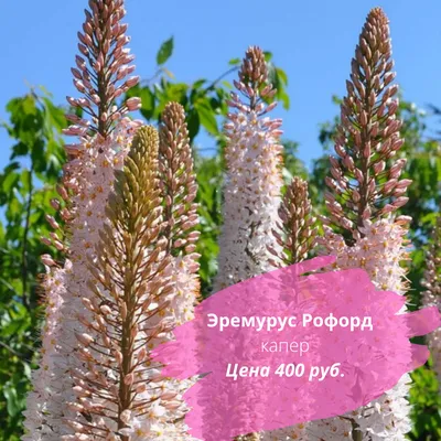 Эремурус (Eremurus) Pinokkio узколистный садовый, оранжевый корневища  (ID#1795273032), цена: 120 ₴, купить на Prom.ua