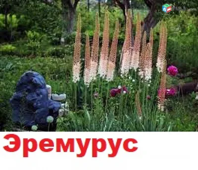 Купить семена Эремурус Gold в Москве: доставка семян по России и СНГ -  интернет-магазин «Сады Семирамиды»