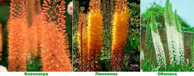 Эремурус мощный (Eremurus robustus) - PictureThis