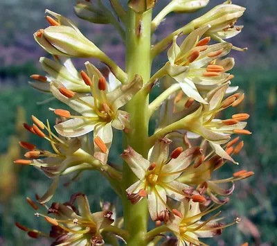 Эремурус мощный / Eremurus robustus - Луковицы Эремурусов - купить недорого  эремуруса в Москве в интернет-магазине Сад вашей мечты