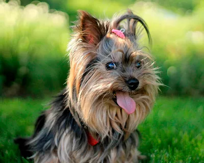 Йоркширский терьер (Yorkshire Terrier) – фото, описание породы, стрижка и  одежда, отзывы владельцев