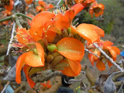Эритрина: прекрасное растение в цветущем саду
