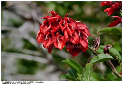 Яркие цветы Эритрины: фото в хорошем качестве