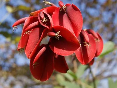Изображения с растением Эритрина: добавьте яркие акценты в свой дизайн