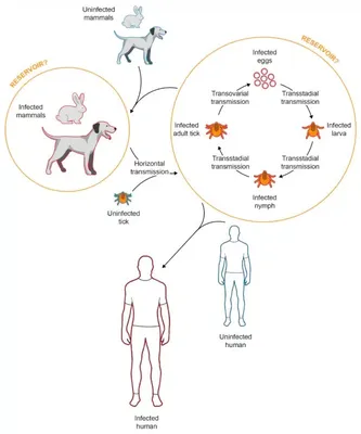 Vetri-Science защита от блох и клещей для собак от 20 кг до 40 кг, 1  аппликатор на 2,69 мл купить недорого в интернет магазине зоотоваров в  Москве