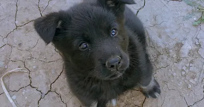 Клещ у собаки 🐶. Что делать, как вытащить клеща, симптомы укуса.