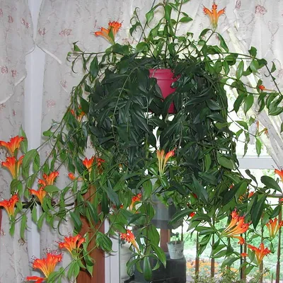 Plantorama
