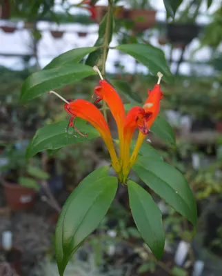 Коллекции растений ЦСБС СО РАН - Aeschynanthus speciosus Hook. – Эсхинантус  прекрасный