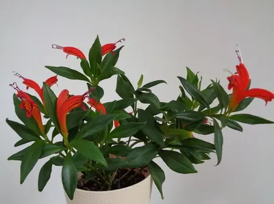 Фотография Эсхинантус великолепный (Aeschynanthus speciosus) | Фотобанк  ГеоФото/GeoPhoto | GetImages Group