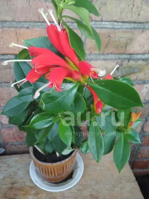 Фотография Эсхинантус великолепный (Aeschynanthus speciosus) | Фотобанк  ГеоФото/GeoPhoto | GetImages Group