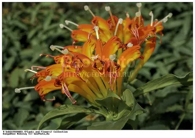 Фотография Эсхинантус великолепный (Aeschynanthus speciosus) | Фотобанк  ГеоФото/GeoPhoto | GetImages Group