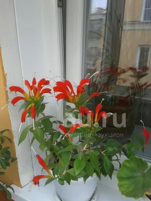 Коллекции растений ЦСБС СО РАН - Aeschynanthus parasiticus (Roxb.) Wall. –  Эсхинантус паразитический