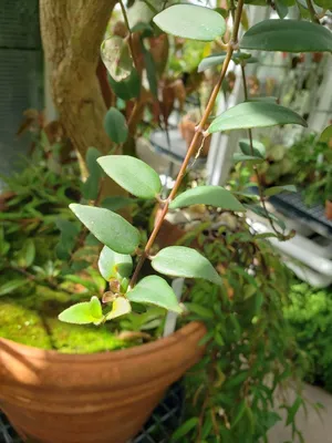 Коллекции растений ЦСБС СО РАН - Aeschynanthus speciosus Hook. – Эсхинантус  прекрасный