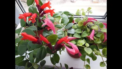 Aeschynanthus radicans Jack, Эсхинантус прекрасный (World flora) - Pl@ntNet  identify