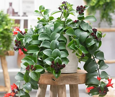 Фотография Эсхинантус великолепный (Aeschynanthus speciosus) | Фотобанк  ГеоФото/GeoPhoto | GetImages Group