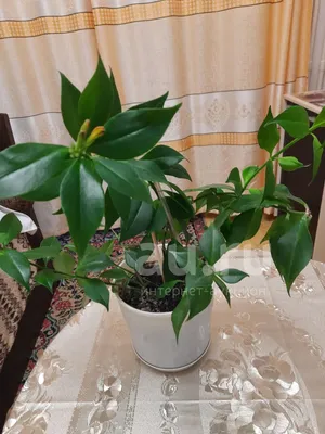 Aeschynanthus radicans Jack, Эсхинантус прекрасный (World flora) - Pl@ntNet  identify
