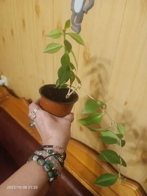 Коллекции растений ЦСБС СО РАН - Aeschynanthus pulcher (Blume) G.Don –  Эсхинантус красивый
