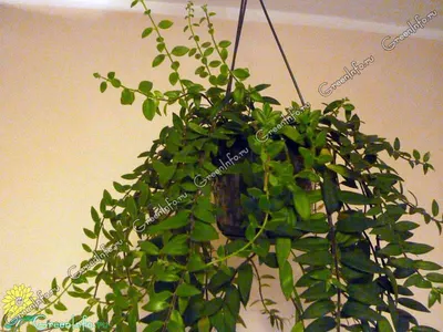 Эсхинантус — Aeschynanthus описание и уход на FloralWorld.ru