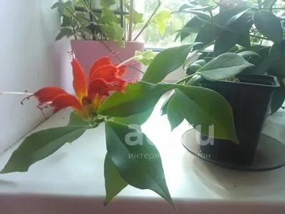 Отзыв о Комнатное растение \"Эсхинантус\" | Очень красивые цветы, внешне  напоминающие жар- птицу, неприхотлив и прост в уходе.