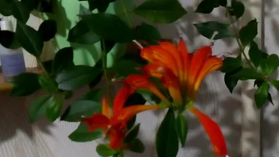 ЭСХИНАНТУС «MONA LISA» - Botanic Craft | Цветы и растения в Хабаровске