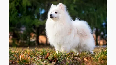 Канадская эскимосская собака 🐶 — правила дрессировки и воспитание породы  канадская инуитская собака, эскимосская лайка на Pet Guide🐾