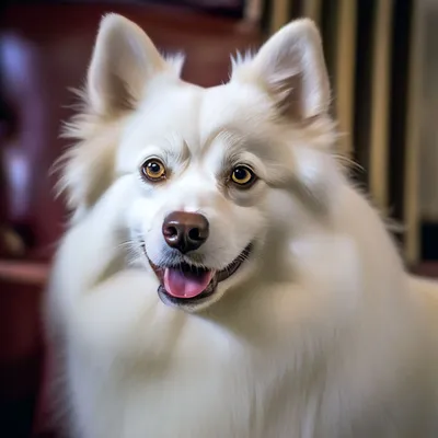 Американский эскимосский шпиц: 🐕 все о породе - Гульдог