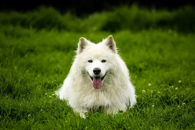 Самоед — характеристика породы собак 🐕 и фото щенков - ProPlan.ru