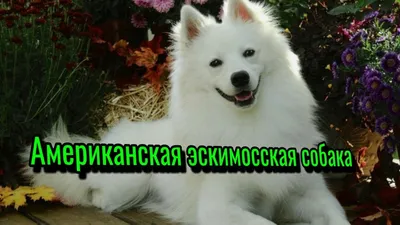 Пушистые породы собак с фото, названиями и описаниями