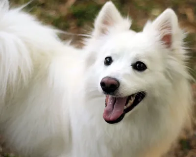Snowflake dogs - Канадская эскимосская собака - порода охотничьих собак,  которых используют и для транспортировки грузов, и перевозки людей в  условиях Крайнего Севера. Приспособлены к выживанию в самых экстремальных  обстоятельствах, умеют самостоятельно